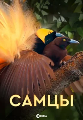Самцы ()